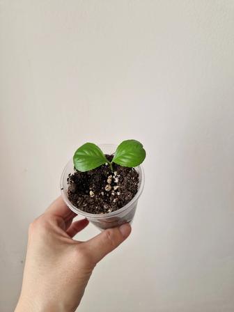 Лимон из косточки