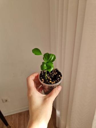 Лимон из косточки