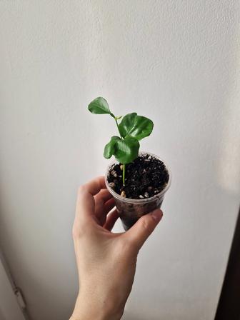 Лимон из косточки