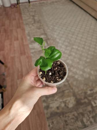 Лимон из косточки