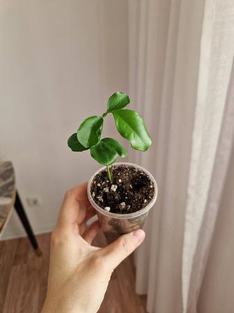 Лимон из косточки