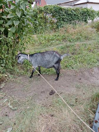 Сельхоз животные