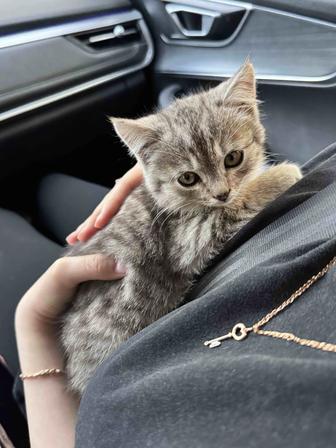 Шотландский котенок