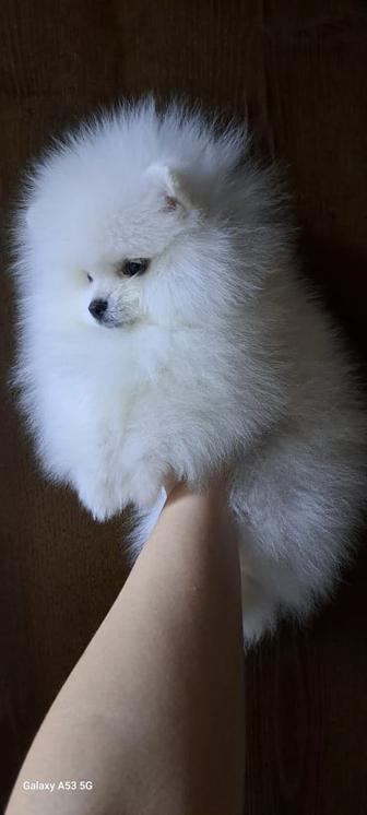 Продается щенок шпица