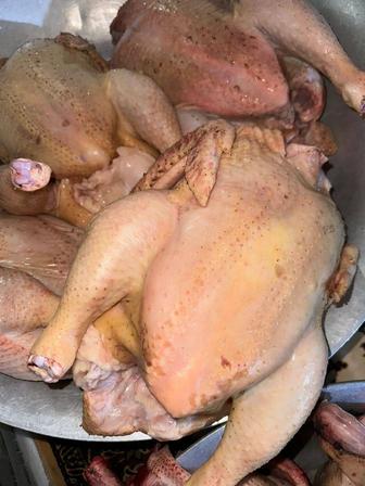Продам домашних бройлерных курей