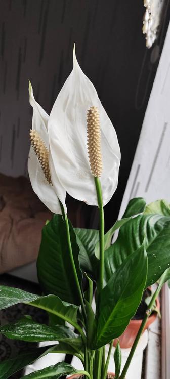 Продам Женское счастье