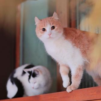 Отдам котика