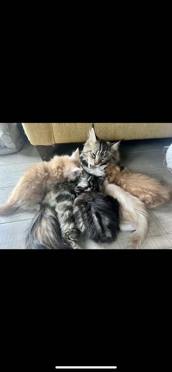 Мейн Кун Чистокровные котята