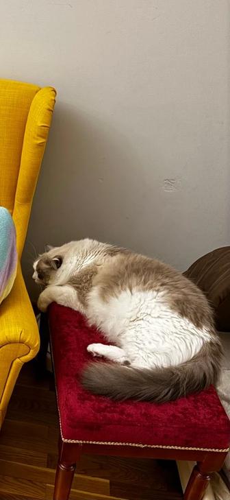 Подарю красивого кота