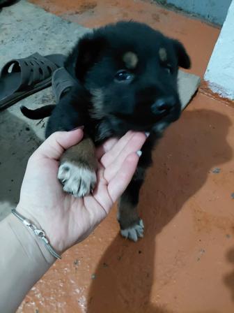 Продам щенков немецкой овчарки