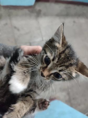 Котенок ищет дом