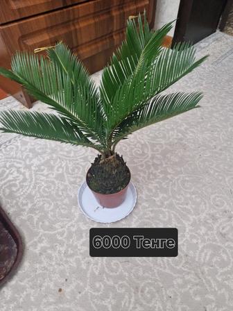 Цветы комнатный