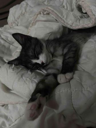 Отдам котенка в хорошие руки