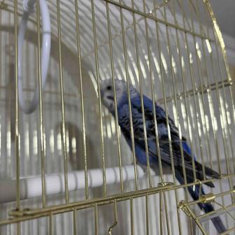 Попугай сатылады