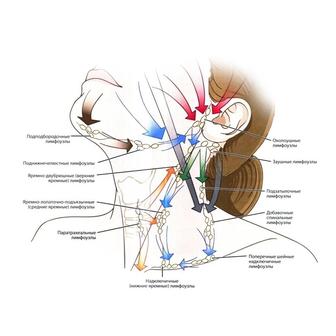 Остеопат, Специалист по лимфе.