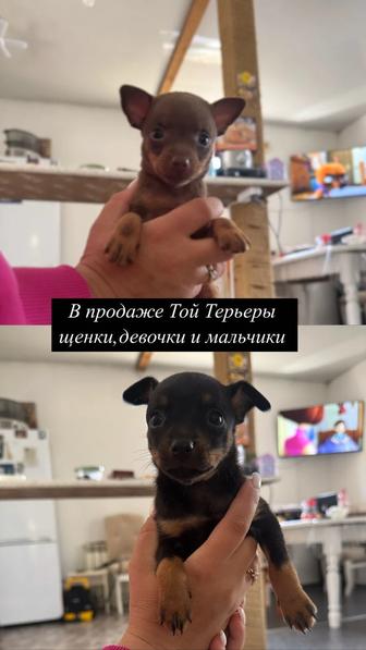 Продам щенков той терьера