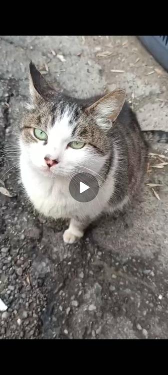 Спокойная кошка