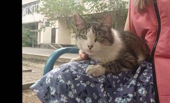 Стерилизованная кошка