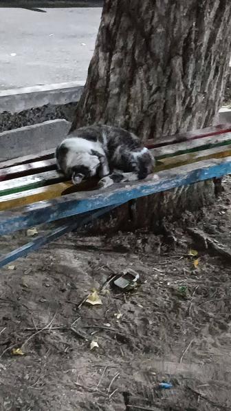 Спокойная кошка