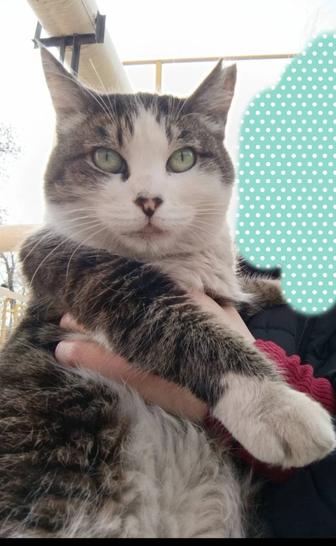 Спокойная стерилизованная кошка