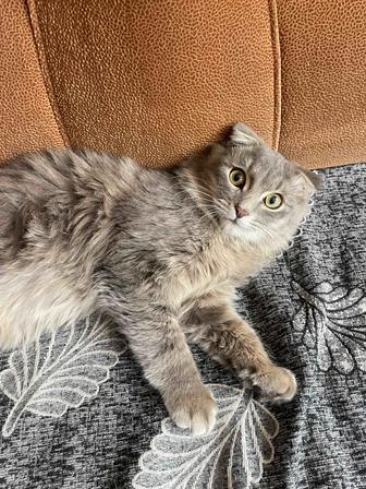Котика отдам в добрые руки