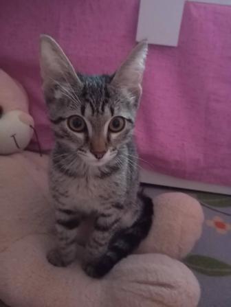 Отдам котенка девочку 3 месяца