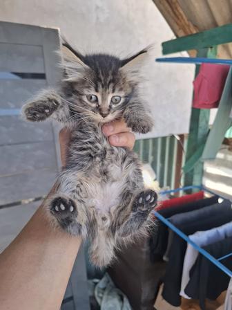 Отдам котят крысоловов бесплатно