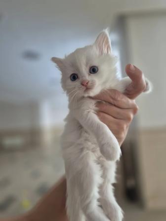 Котята в добрые и надежные руки