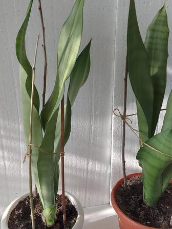 Сансивьера Муншайн