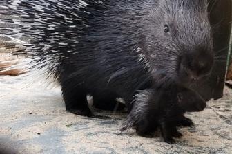 Продаем Индийских дикобразов. С документами и соответствующими прививками.
