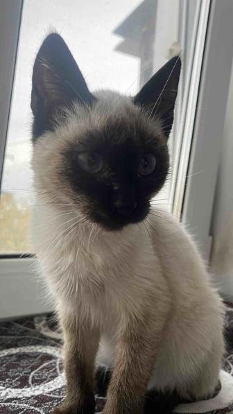 Котенок