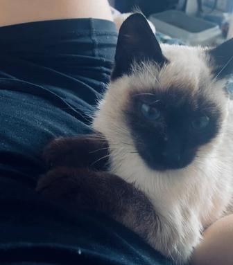 Котенок