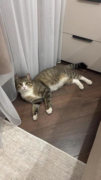 Красивый и нежный кот