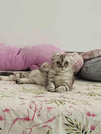 Кошка шотландская вислоухая