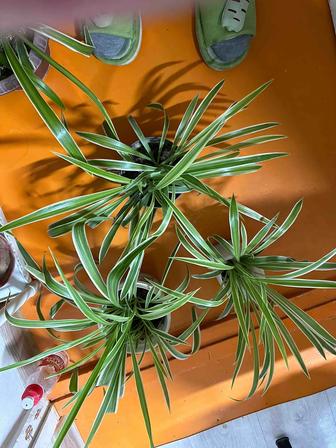 Цветы комнатные