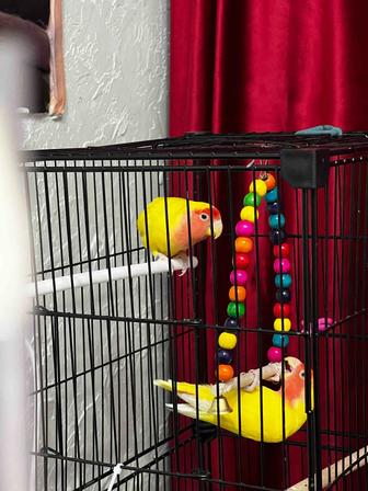 Попугаи неразлучники с клеткой