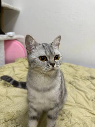 Продам пародистую кошку
