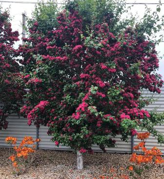 Лиственные деревья