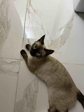 Сиамская кошка