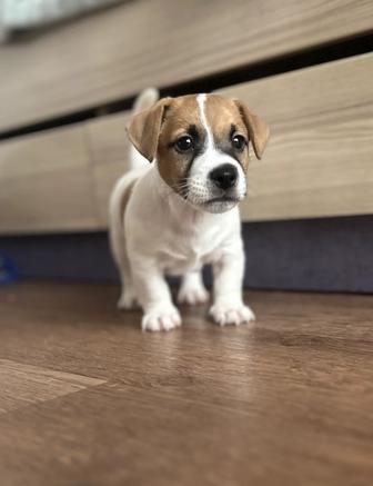 Щенок Джек Рассел терьер