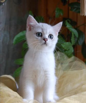 Британский котенок шиншилла
