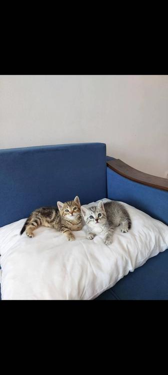 Котята шотландцы 1,5 мес