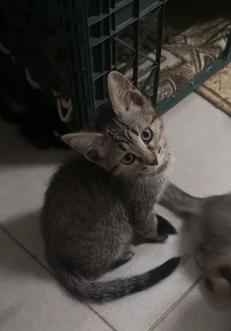 Котята на пристройство