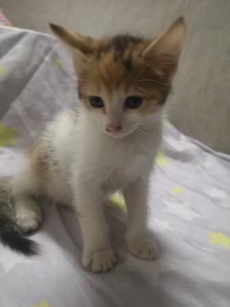 Котята на пристройство