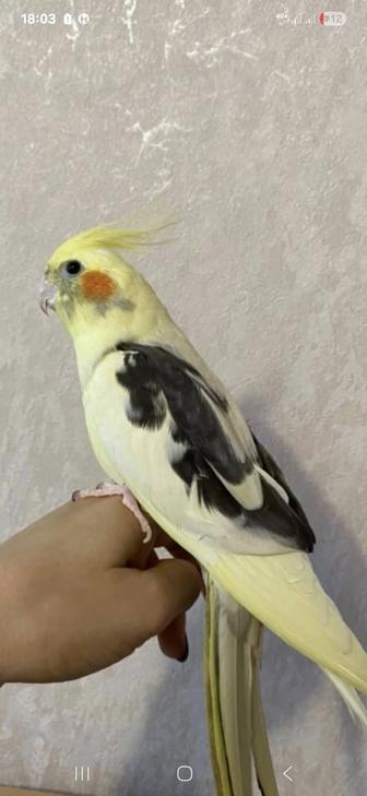 Папугай корелла