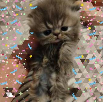 Персидские котята бронь