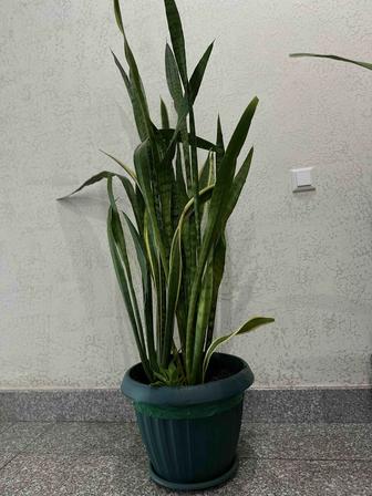 Продам цветок Саньсевьера