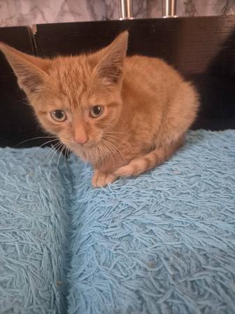 Котик ищет дом