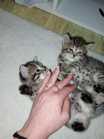 Котята Шотландские