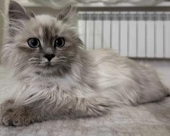 Кошка рэгдолл